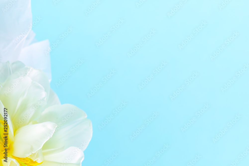 White tulip with yellow stamens close-up on a blue background, spring flowers. Minimalism. White tulip with yellow stamens close-up on a blue background, spring flowers. Minimalism.