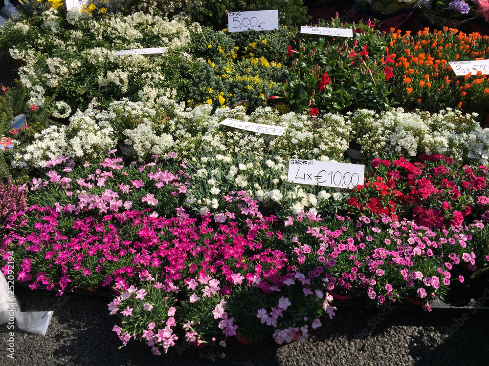 flowers in a greenhouse