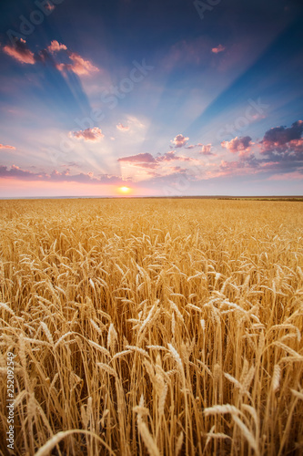 field wheat ears in rays of the setting sunset photo