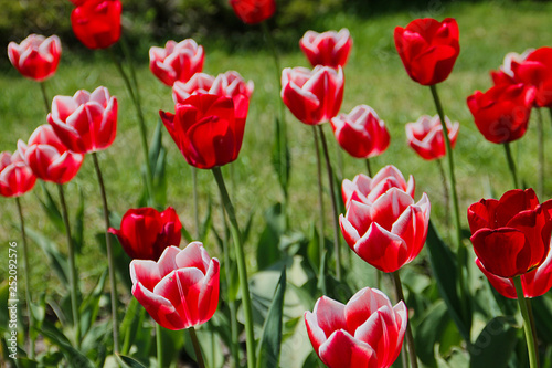 field of red tulips © kovalvl