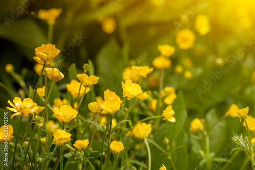spring flowering buttercups on lush green grass in sunrize lighting