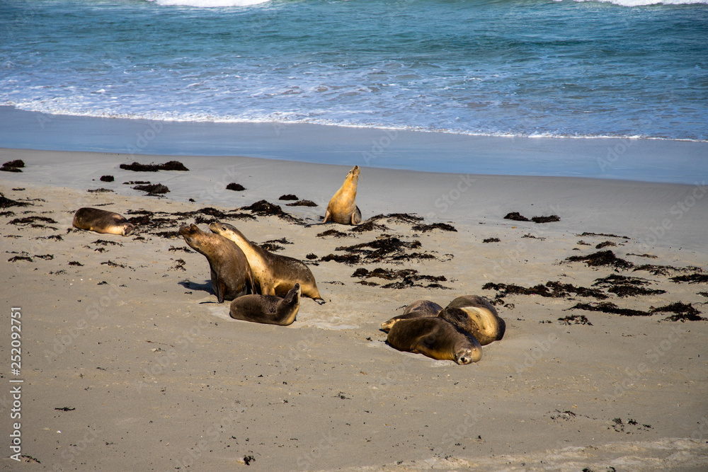 Kangaroo Island, Australia Kangaroo Island, Australia