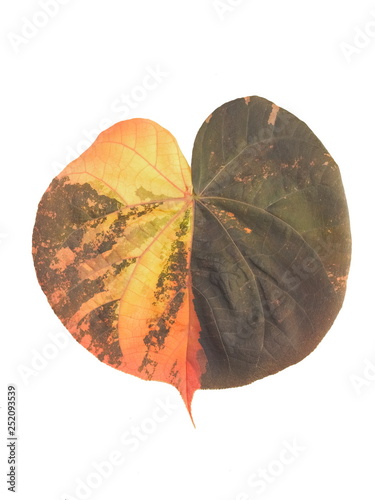 Beautiful Lace Aralia or Geranium Aralia leaf shape heart mixed color isolate on white background. photo