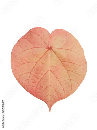Beautiful Lace Aralia or Geranium Aralia leaf shape heart red color isolate on white background. photo