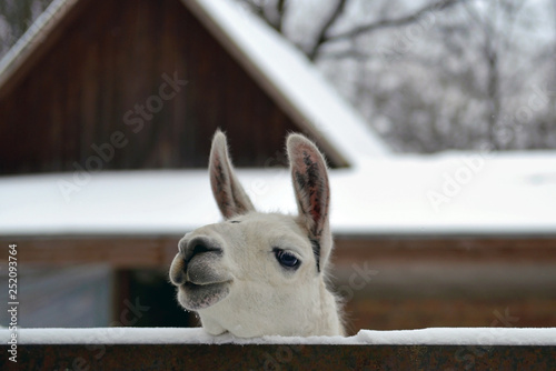 Pensive white llama head with big lips and long ears © forestermax