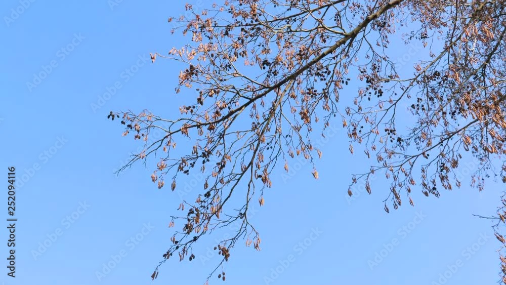 the beginning of spring. bare branches of trees against a blue sky. the beginning of spring. bare branches of trees against a blue sky.