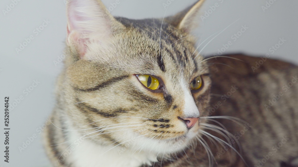 Close-up portrait of Bengal cat on white background