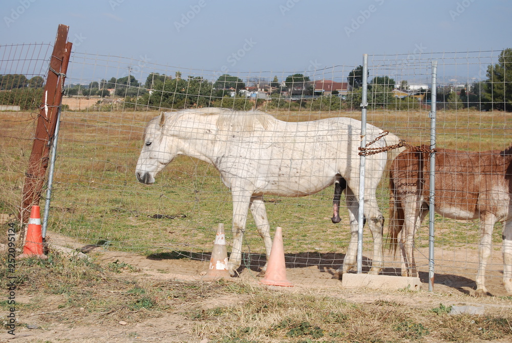 Obraz premium Aroused Horse with Mule