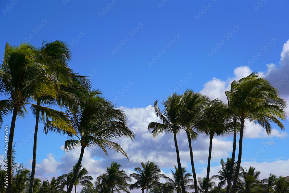 Palm Trees Swaying in the Wind with Blue Sky