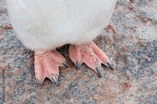 Gentoo penguin feet close up