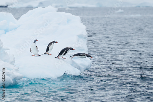 Gentoo penguins jump off iceberg