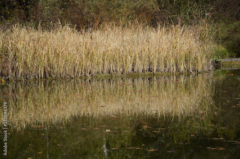 Mirrored view of reed in the small lake Mirrored view of reed in the small lake