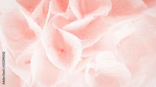 Trendy coral color. Beautiful hydrangea or hortensia flowers. Hydrangea flora background. 16:9