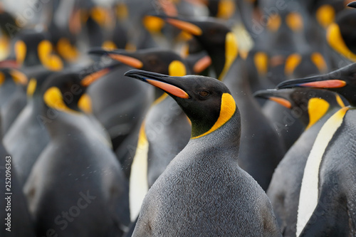 King penguin colony close up photo