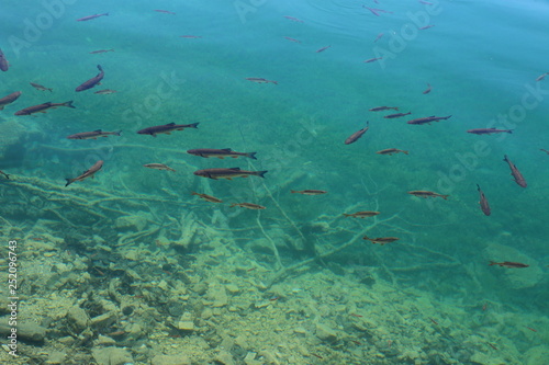 shoal of fish in clear water 