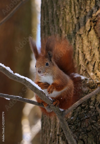 squirrel in the park