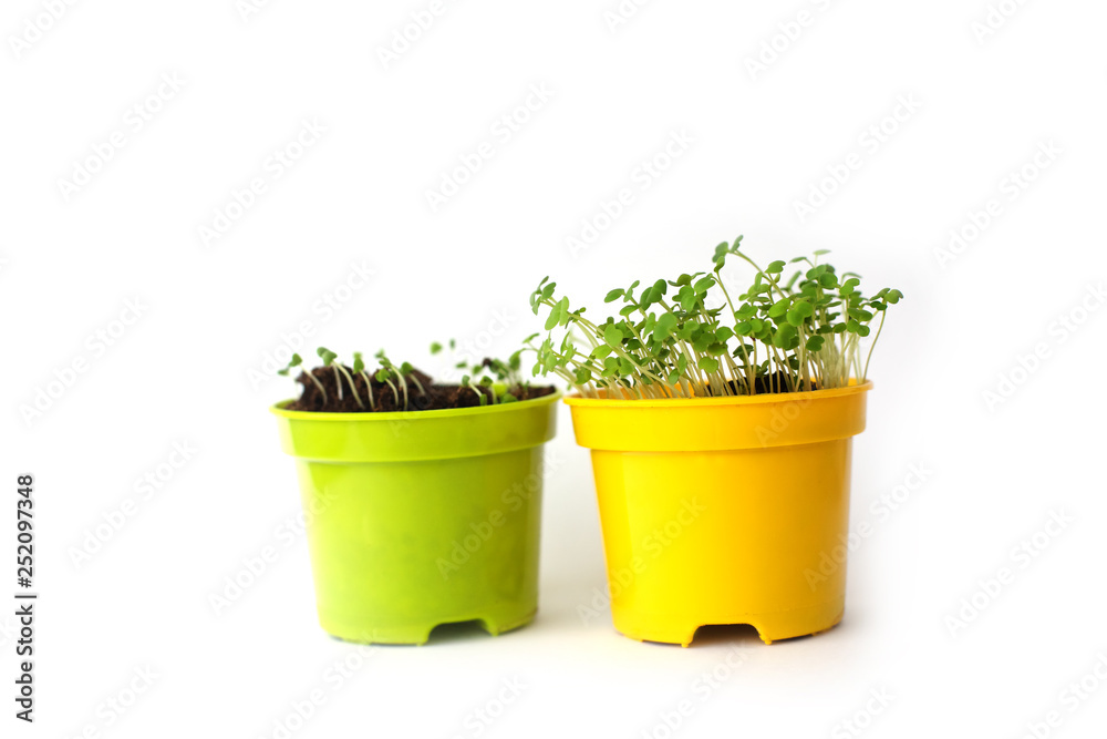 seedlings in pots on a white background seedlings in pots on a white background