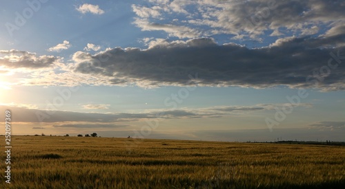 sunset over wheat field