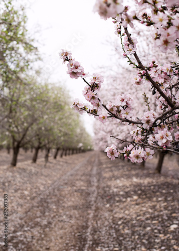 Blossom almond trees in spring orchard . Shallow depth of field