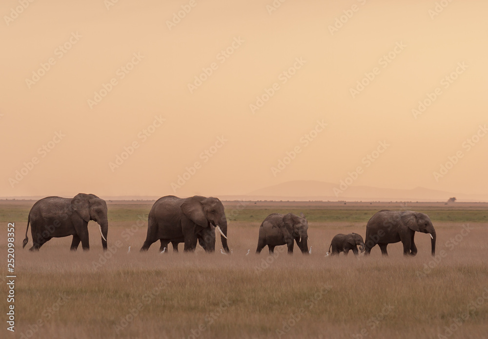 Elephants Crossing Elephants Crossing