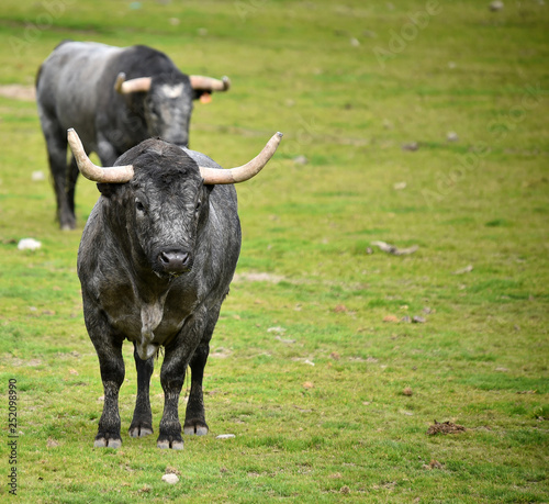 bulls in the cattle raising