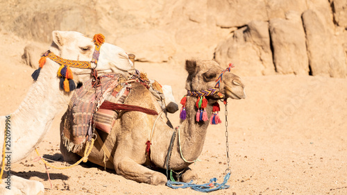Gesicht eines Kamel oder Dromedar in der Wüste Ägyptens mit buntem Halfter © Susanne