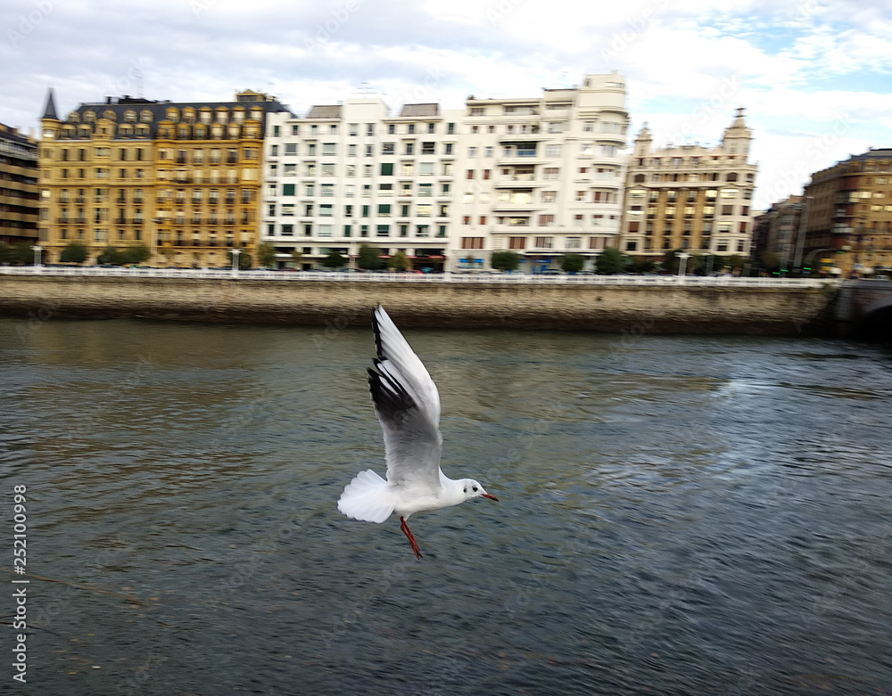 Obraz premium Gaviota en San Sebastian- Donostia