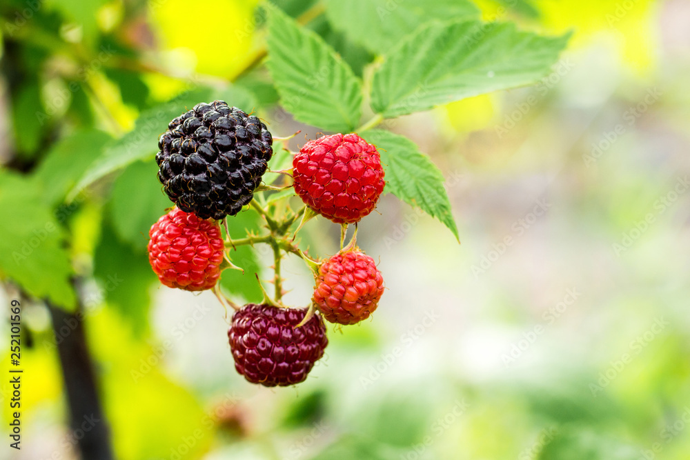 Black raspberries during maturation. Raspberries and green leaves on the bushes_ Black raspberries during maturation. Raspberries and green leaves on the bushes_