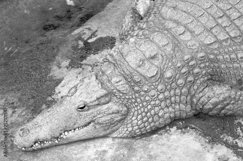 The mimicry of the crocodile