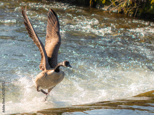 Canada Goose in flight