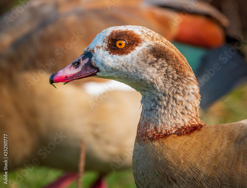 Egyptian Goose