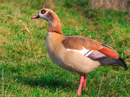 Egyptian Goose