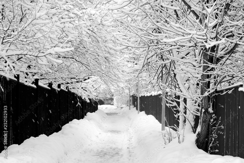 snowy road between two fences