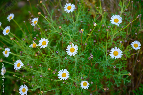 Kanarische Margerite (Argyranthemum adauctum) auf La Palma