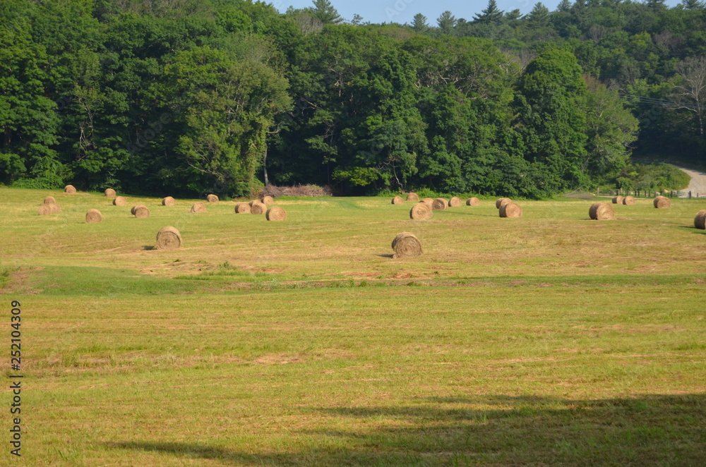 Round hay bales in a field Round hay bales in a field