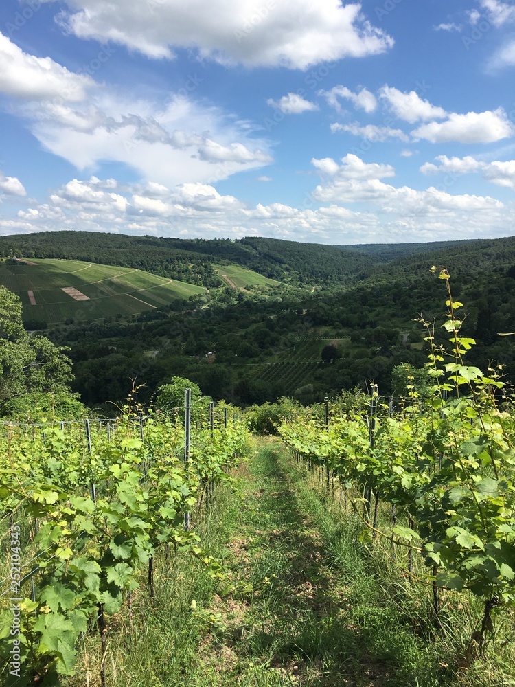 Blick zwischen Weinstöcken auf dem Berg Kernen auf die Hügel des Remstals bei Stetten (Rems-Murr-Kreis)