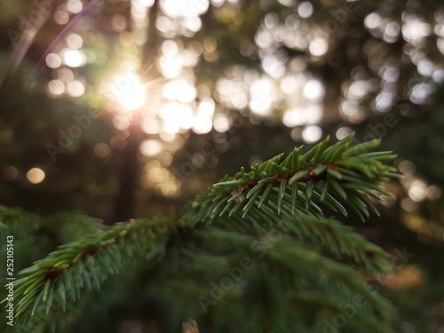 Close photo of a fir branch