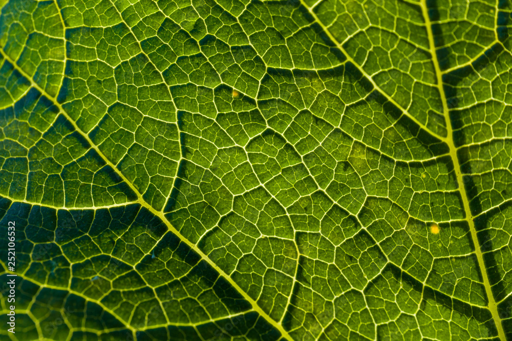 Detail of a savoy leaf Detail of a savoy leaf
