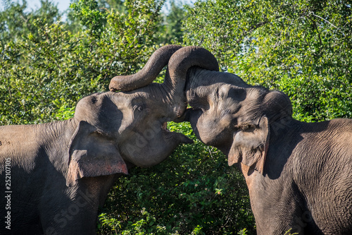 Asian elephant bulls fighting