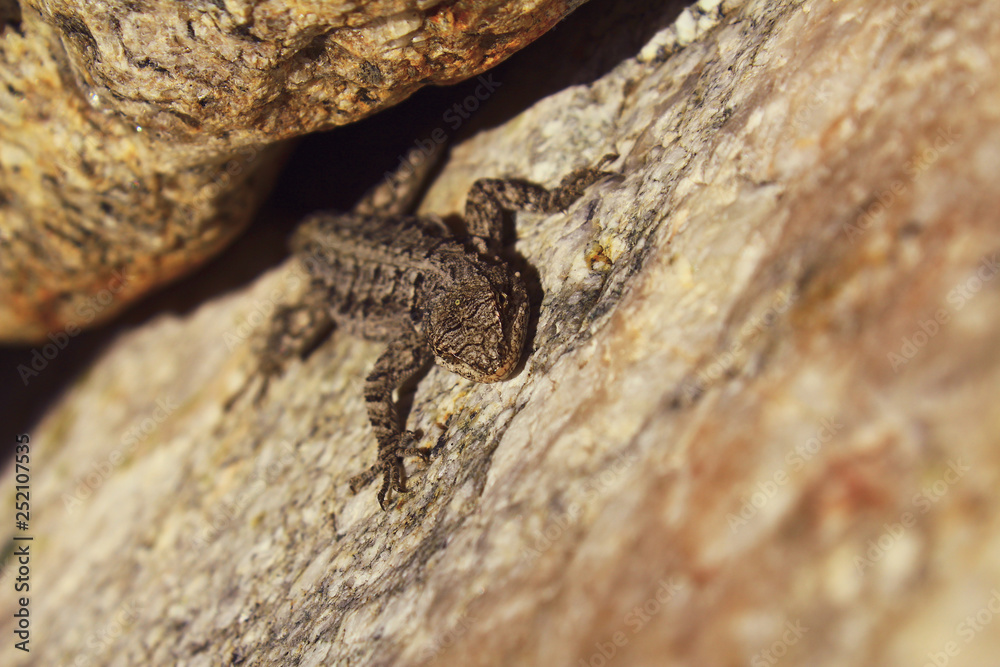 Sonoran Tree Lizard in the Coronado National Forest. Sonoran Tree Lizard in the Coronado National Forest.