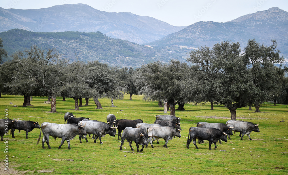 Obraz premium toro en ganaderia