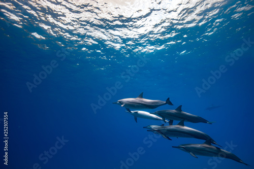 Wild dolphins underwater, deep blue water background with copyspace