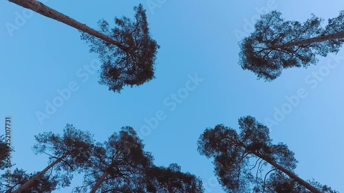 Old pines (pinery) sway in the wind against the evening sky. Tree trunks swaying, hissing branches in the branches. Dusk. Windy evening, evening breeze. Early spring photo