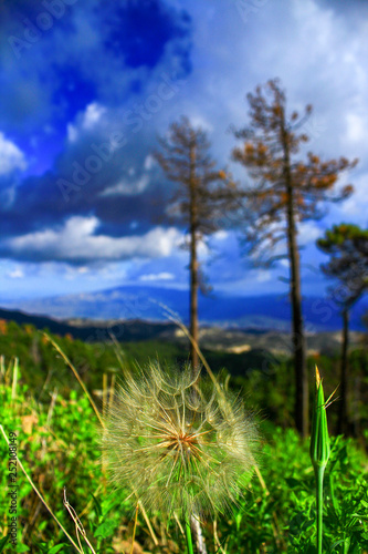 Dandelion before the Monsoon in the Coronado National Forest. 