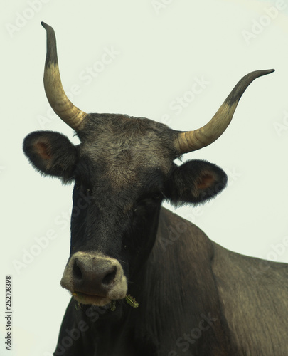 ritratto di Mucca di razza Podolica, su sfondo chiaro photo