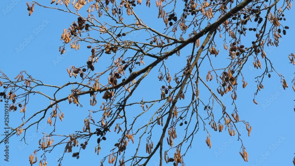 the beginning of spring. bare branches of trees against a blue sky. the beginning of spring. bare branches of trees against a blue sky.