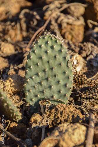 Cactaceae, Kaktus im Topf, Grün, resistent, cactuses