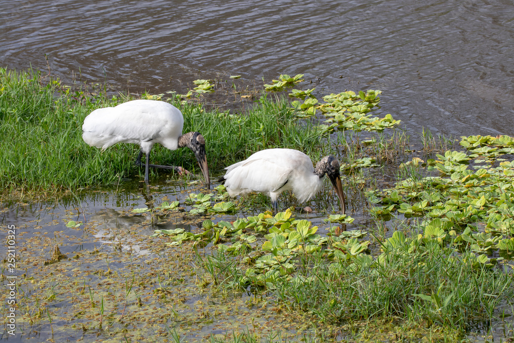 Fototapeta premium Two storks looking for next meal