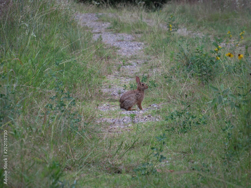 Fototapeta premium Rabbit in a field