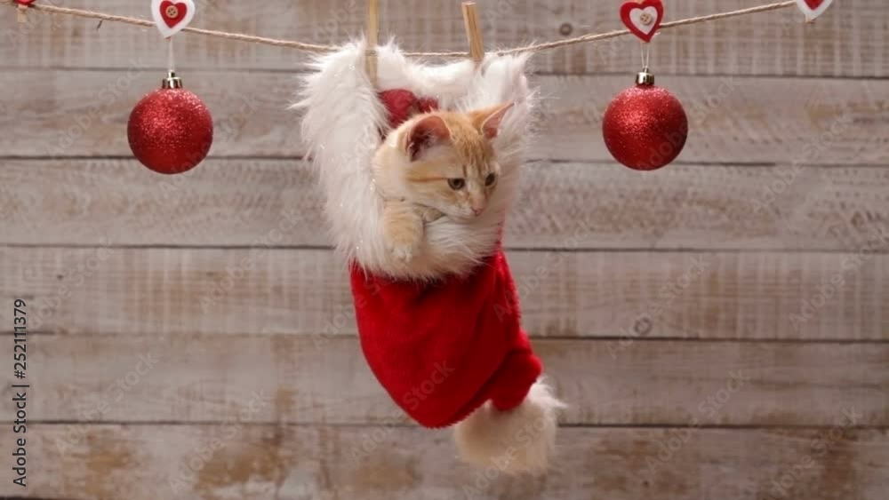 Cute ginger cat sitting in a santa hat hanging on drying line decorated with xmas balls, waiting for christmas - static camera
